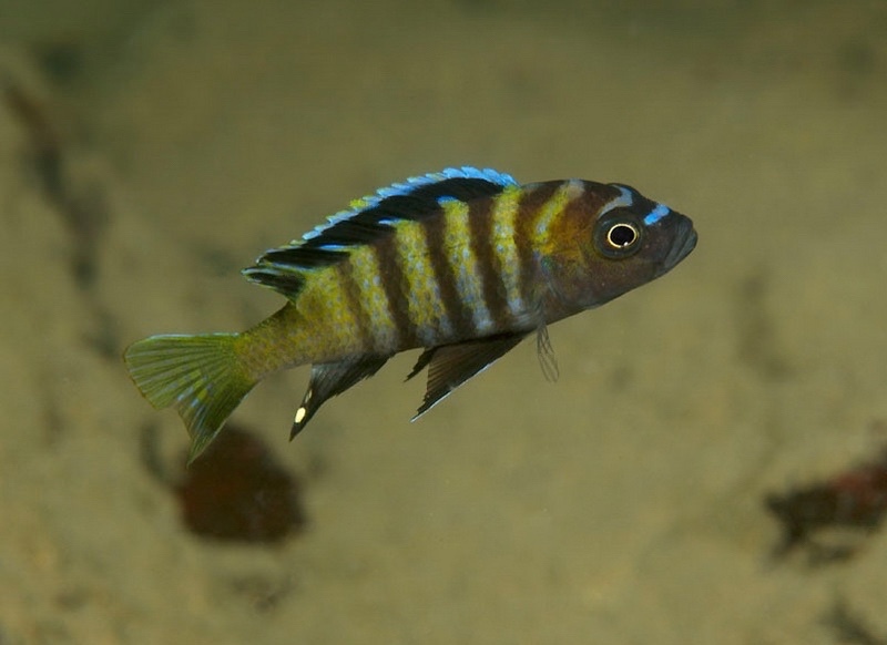 Cynotilapia sp. 'lion ntekete' Malopa